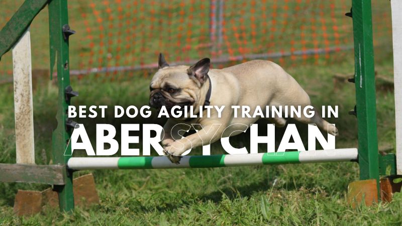 Best Dog Agility Training in Abersychan