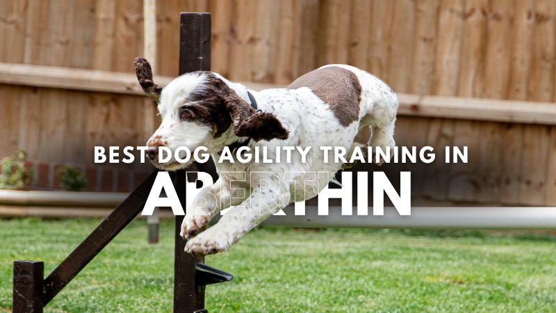 Best Dog Agility Training in Aberthin