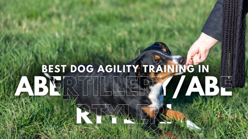 Best Dog Agility Training in Abertillery_Abertyleri