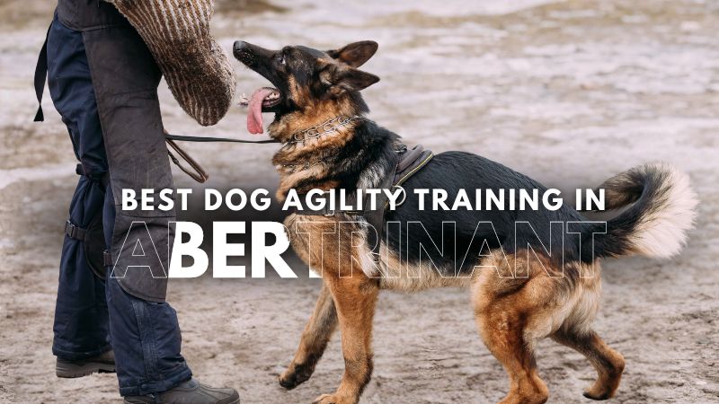 Best Dog Agility Training in Abertrinant