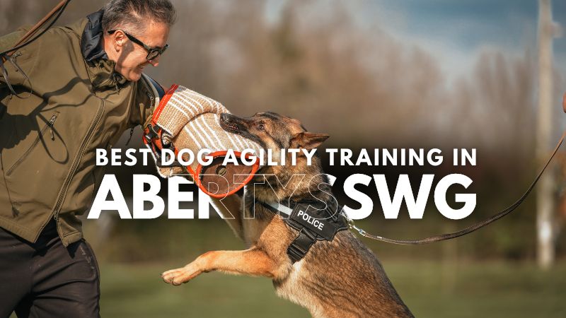 Best Dog Agility Training in Abertysswg