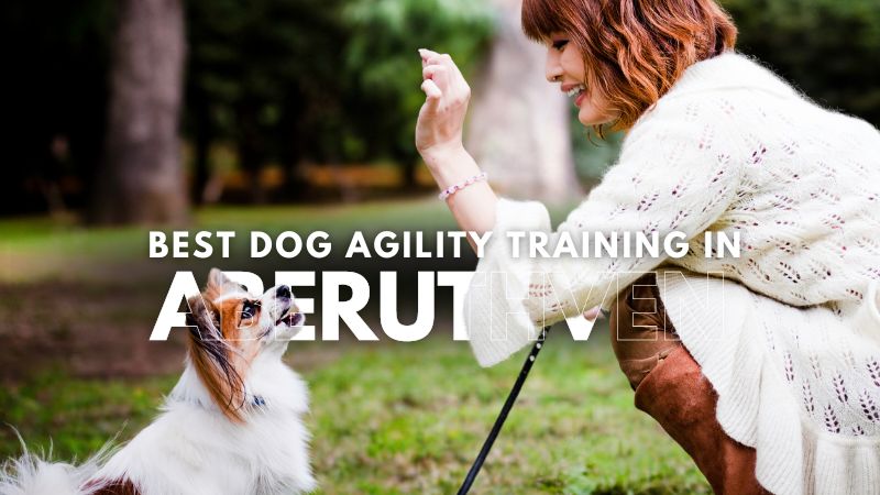 Best Dog Agility Training in Aberuthven