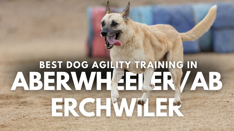 Best Dog Agility Training in Aberwheeler_Aberchwiler