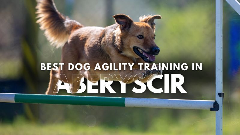 Best Dog Agility Training in Aberyscir