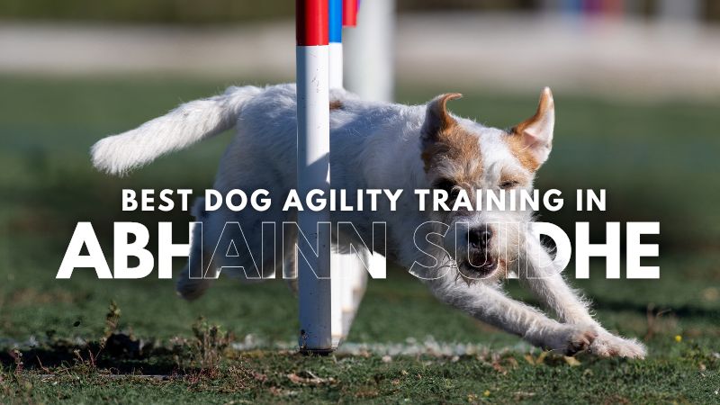 Best Dog Agility Training in Abhainn Suidhe