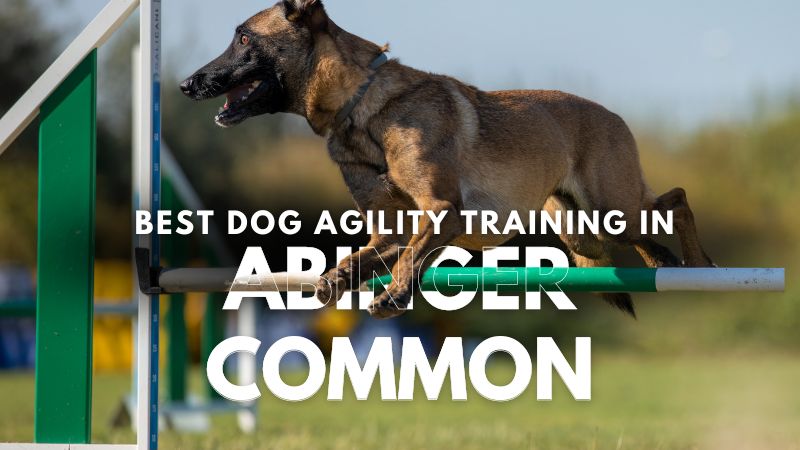 Best Dog Agility Training in Abinger Common