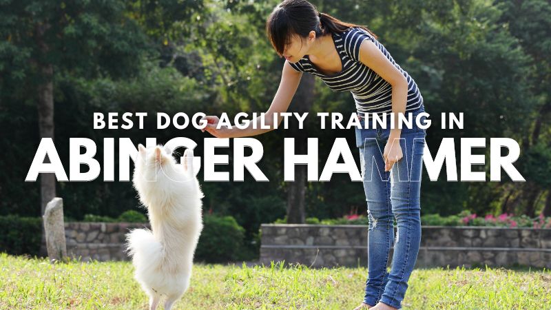 Best Dog Agility Training in Abinger Hammer