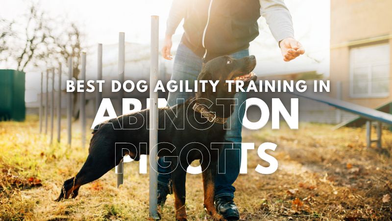 Best Dog Agility Training in Abington Pigotts