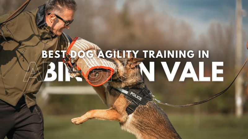 Best Dog Agility Training in Abington Vale