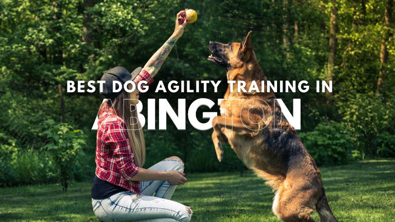 Best Dog Agility Training in Abington