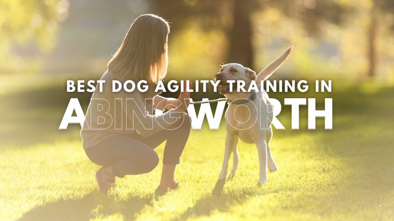 Best Dog Agility Training in Abingworth