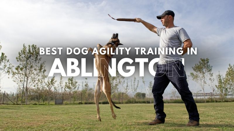 Best Dog Agility Training in Ablington