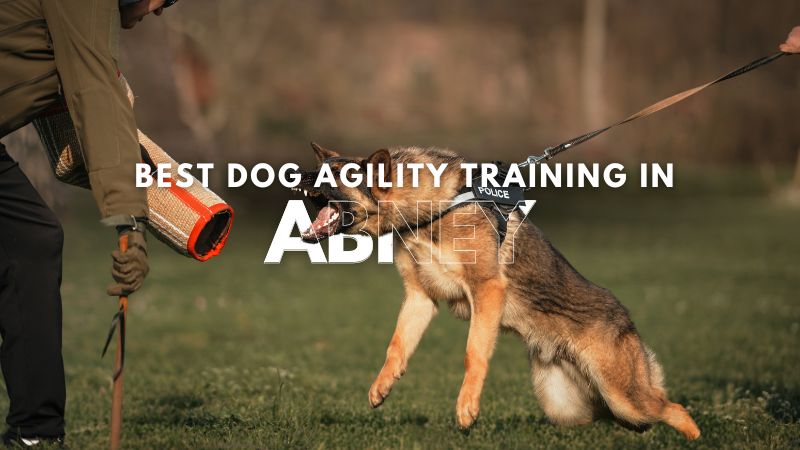 Best Dog Agility Training in Abney