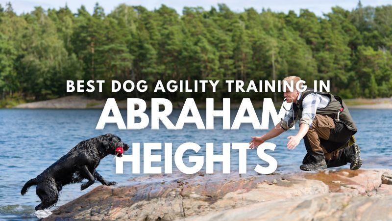 Best Dog Agility Training in Abraham Heights