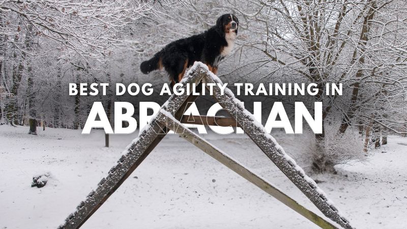 Best Dog Agility Training in Abriachan
