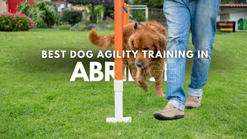 Best Dog Agility Training in Abridge