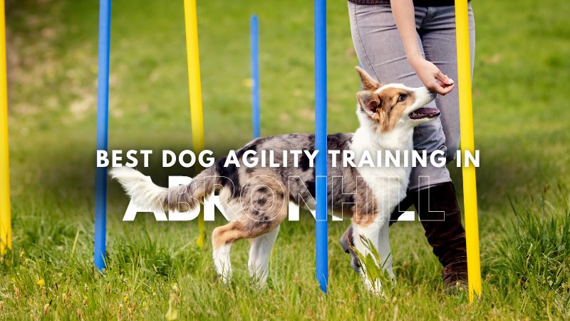 Best Dog Agility Training in Abronhill