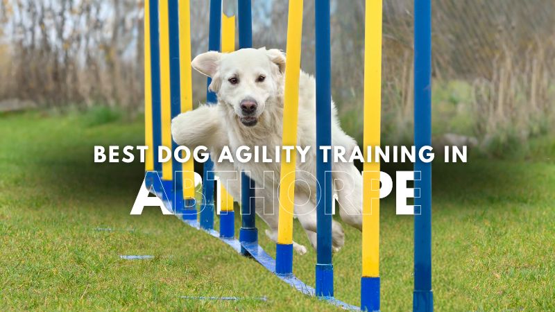 Best Dog Agility Training in Abthorpe