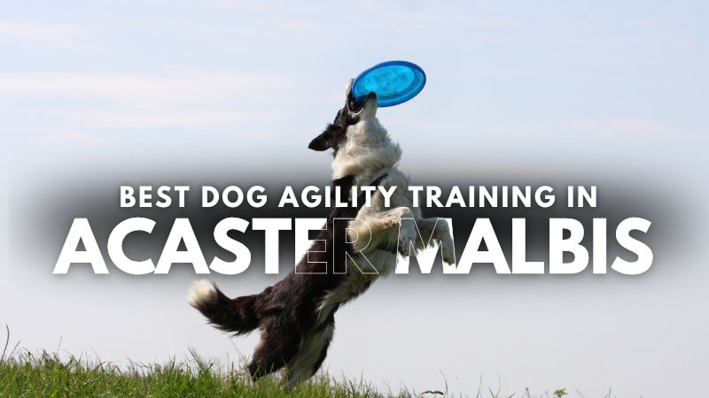 Best Dog Agility Training in Acaster Malbis