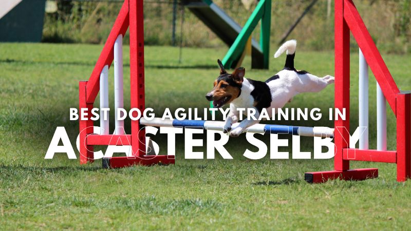 Best Dog Agility Training in Acaster Selby