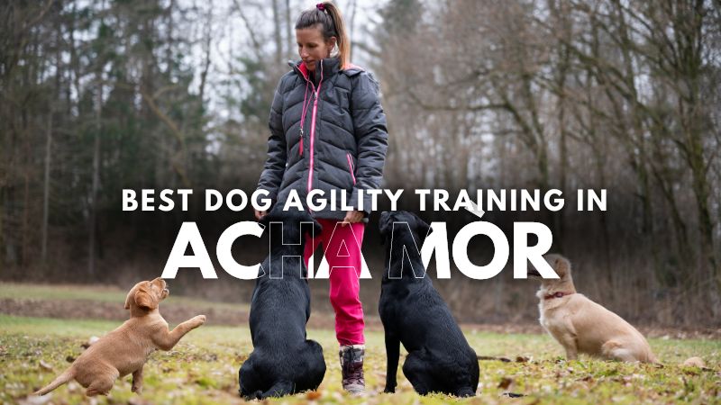 Best Dog Agility Training in Acha Mòr