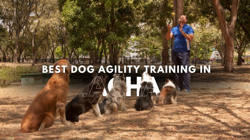 Best Dog Agility Training in Acha