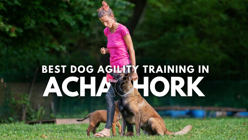 Best Dog Agility Training in Achachork
