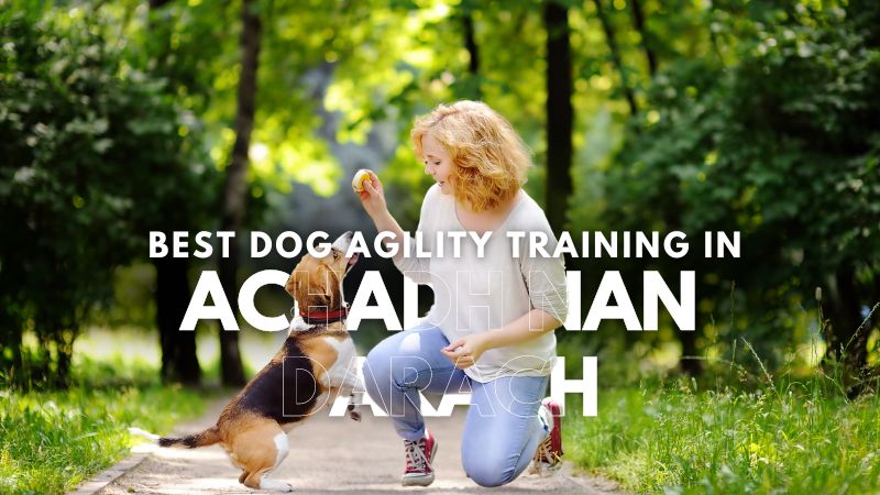 Best Dog Agility Training in Achadh nan Darach