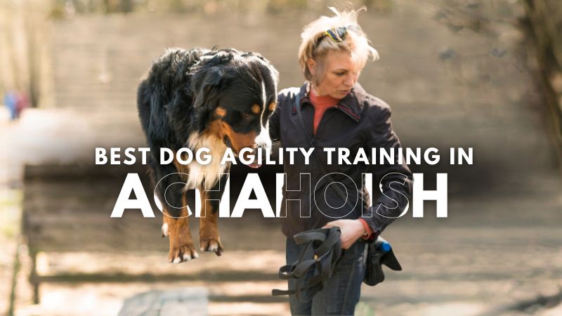 Best Dog Agility Training in Achahoish