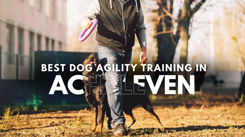 Best Dog Agility Training in Achaleven