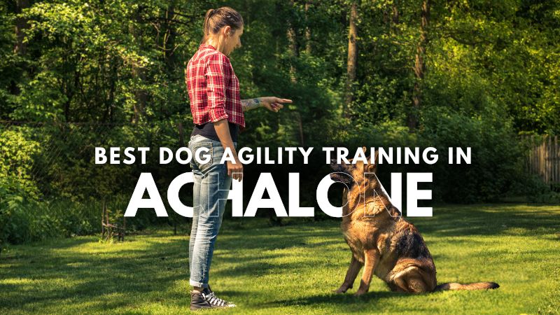 Best Dog Agility Training in Achalone