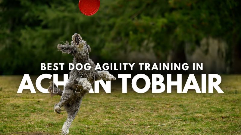 Best Dog Agility Training in Ach'an Tobhair