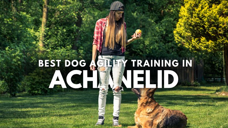 Best Dog Agility Training in Achanelid