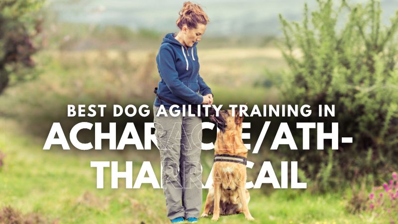 Best Dog Agility Training in Acharacle_Ath-Tharracail