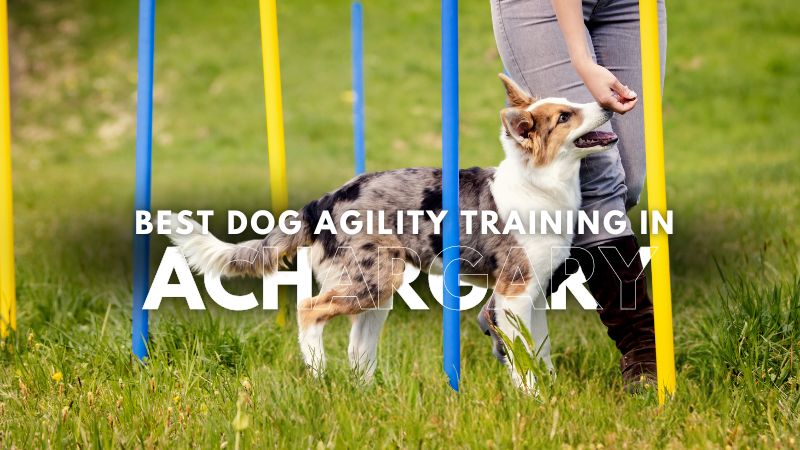 Best Dog Agility Training in Achargary