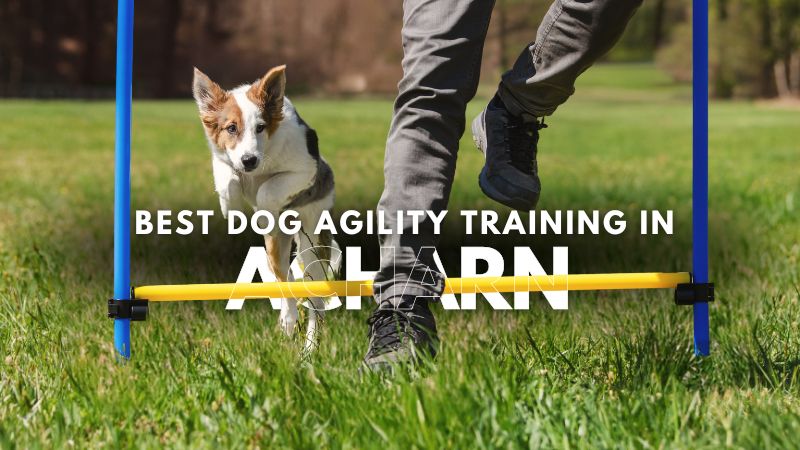 Best Dog Agility Training in Acharn