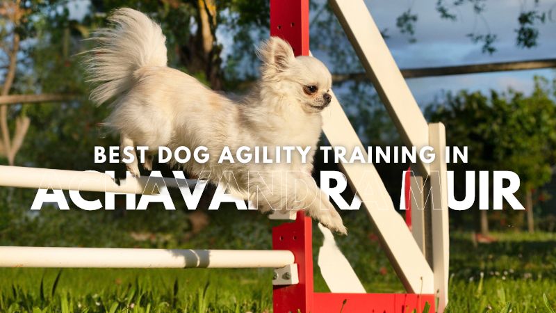 Best Dog Agility Training in Achavandra Muir