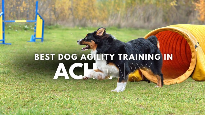 Best Dog Agility Training in Achfary