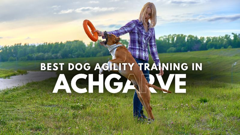 Best Dog Agility Training in Achgarve