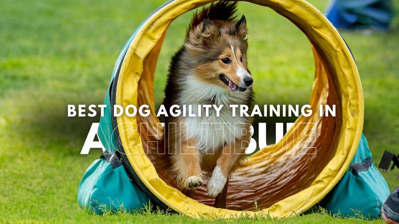 Best Dog Agility Training in Achiltibuie