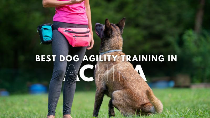 Best Dog Agility Training in Achina