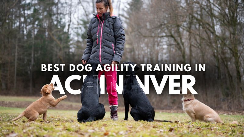 Best Dog Agility Training in Achininver