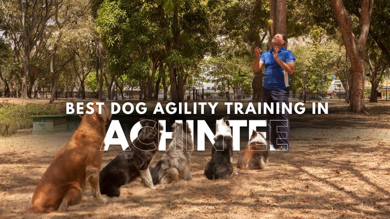 Best Dog Agility Training in Achintee