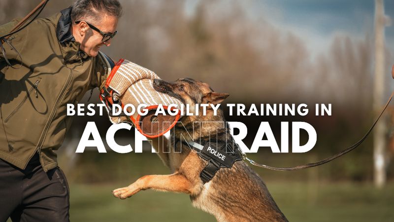 Best Dog Agility Training in Achintraid