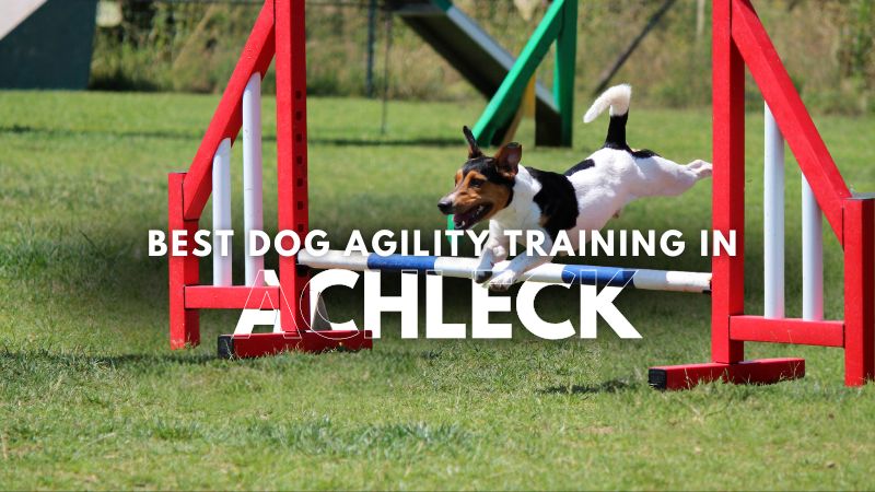 Best Dog Agility Training in Achleck