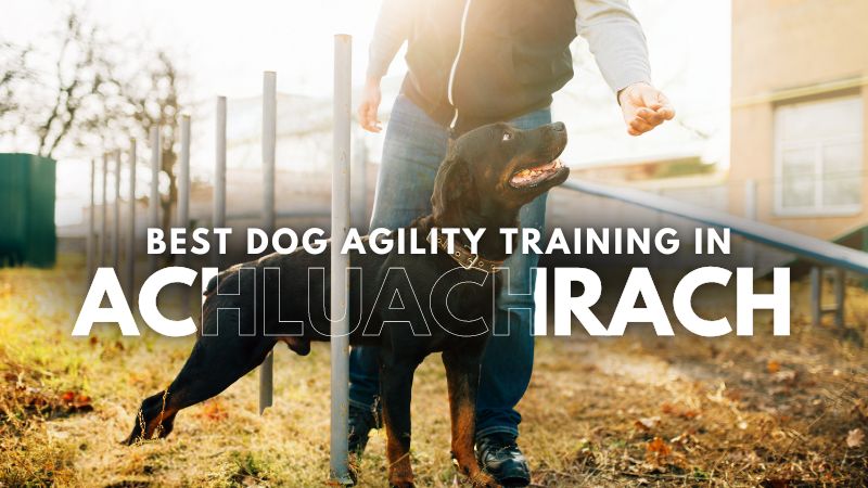 Best Dog Agility Training in Achluachrach