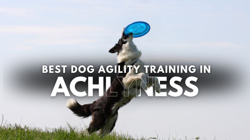 Best Dog Agility Training in Achlyness