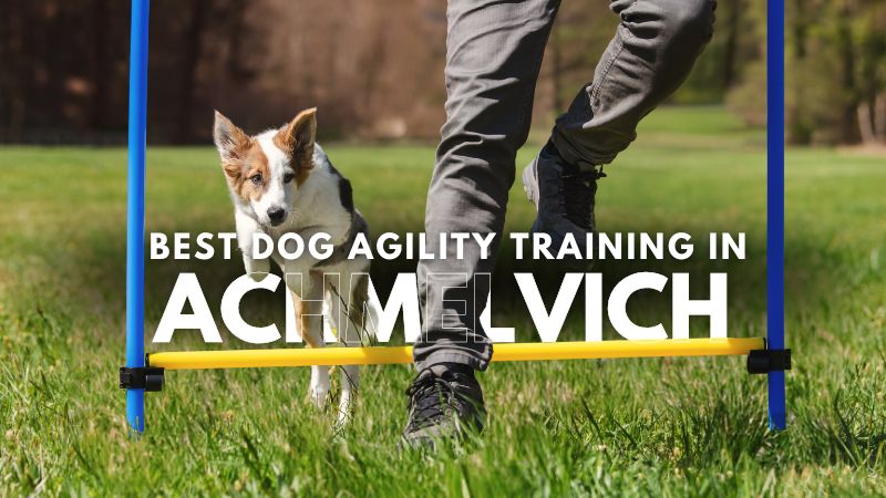 Best Dog Agility Training in Achmelvich