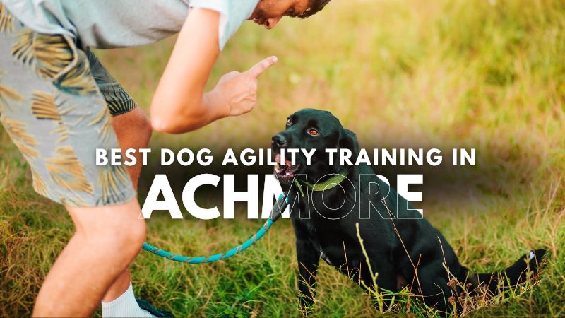 Best Dog Agility Training in Achmore