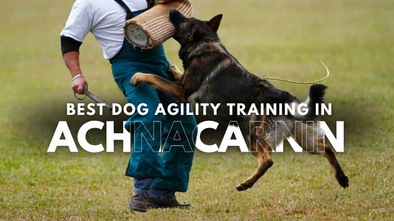 Best Dog Agility Training in Achnacarnin